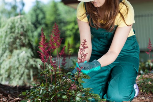A woman in a yellow top and teal gardening apron is kneeling in a garden bed, tending to plants with dark green foliage and tall, pinkish-purple flower spikes. She is wearing gardening gloves and appears focused on weeding or maintaining the plants. The garden environment includes well-maintained soil, surrounded by a variety of other lush green shrubs and trees in the background, with a blurred outdoor structure or shed to the right. The scene suggests a healthy, landscaped outdoor space typical of residential gardens in Ickenham, highlighting elements of planting and garden upkeep that are part of local gardening services. Soft natural light indicates a bright day, with vibrant colours and a tidy, organized appearance of the garden bed, suitable for garden planting, trimming, and other outdoor maintenance tasks provided by professionals like Gardening Services Ickenham.