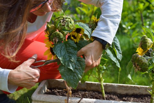 A close-up view of two garden enthusiasts tending to a potted sunflower plant in a lush back garden. One person, wearing an orange apron and white shirt, is carefully supporting the plant while the other, dressed in a white shirt, is grasping the leaves and stem with their hands. The container holding the sunflower is rectangular, made of concrete or similar material, filled with rich soil. Surrounding the planting area are vibrant green foliage, with tall plants and shrubs visible in the background, indicating a well-maintained outdoor space in Ickenham. The scene appears to be on a bright, possibly sunny day, as natural light illuminates the garden with soft shadows. This image showcases essential gardening activities such as planting and nurturing sunflowers, reflecting the professional outdoor maintenance and gardening services offered by Gardening Services Ickenham in the local area, emphasizing lush plant care and garden improvement.