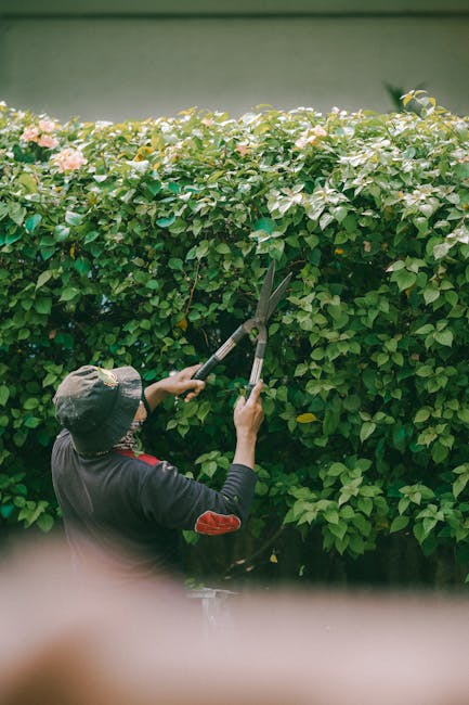 A metal wheelbarrow filled with garden debris, including wilted plants, leaves, and stems, is positioned on a well-maintained grassy lawn bordered by a dense, vibrant green hedge. The wheelbarrow has 