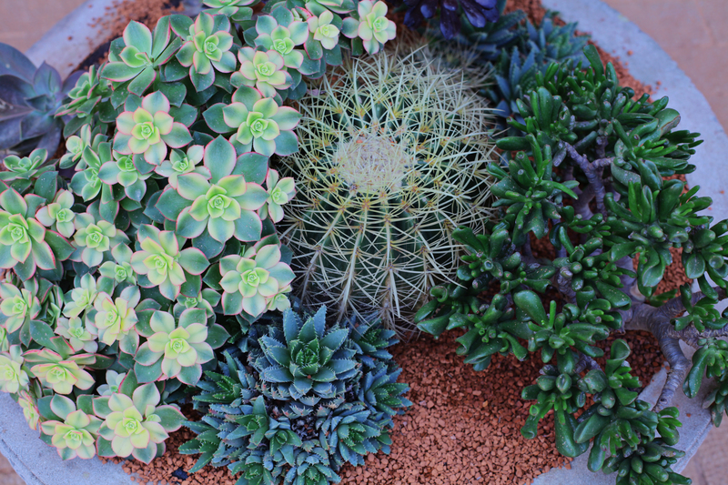 garden backyard